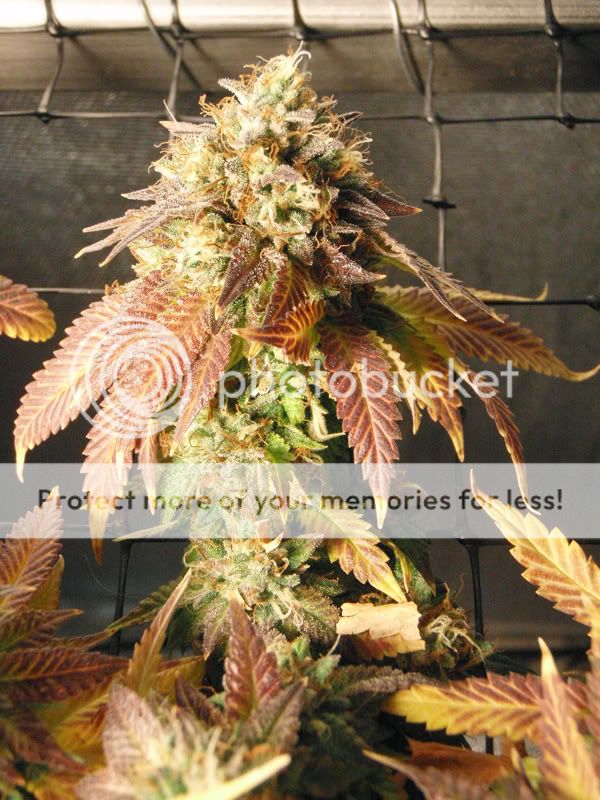 8weeksflower6.jpg