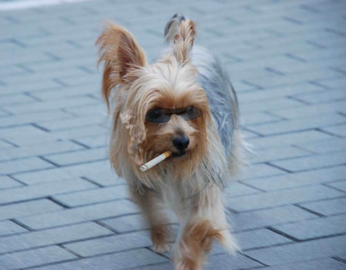 dogs012.jpg