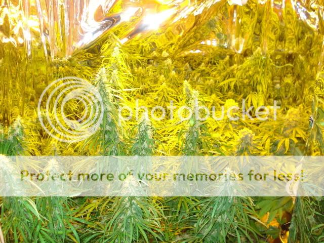 TSSLifeofPlant031.jpg
