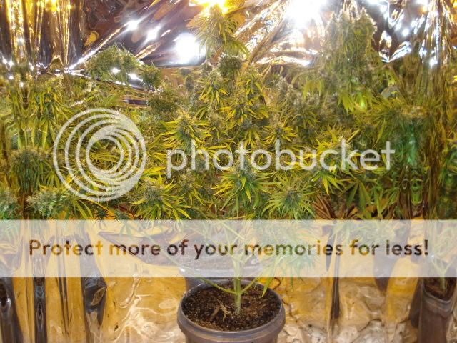 TSSLifeofPlant037.jpg