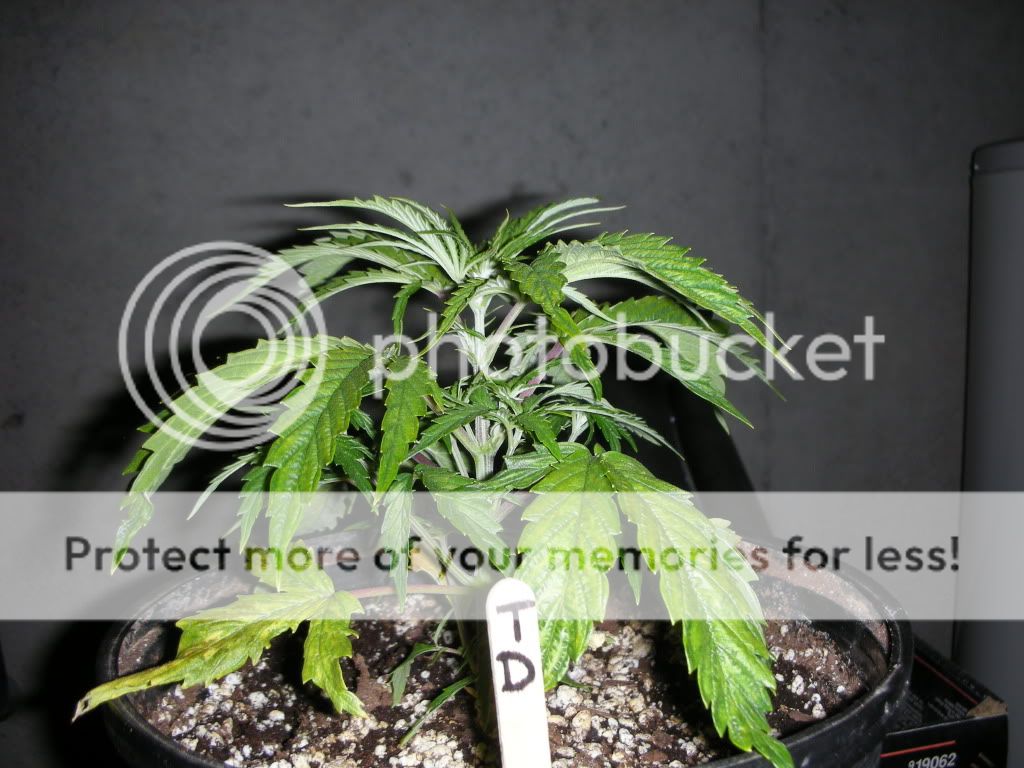 DSCN2730.jpg