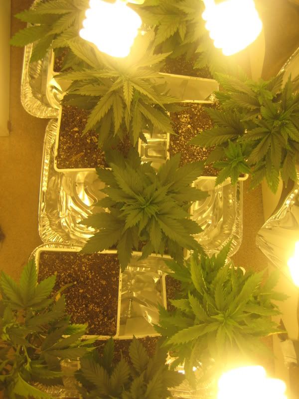 plants080.jpg