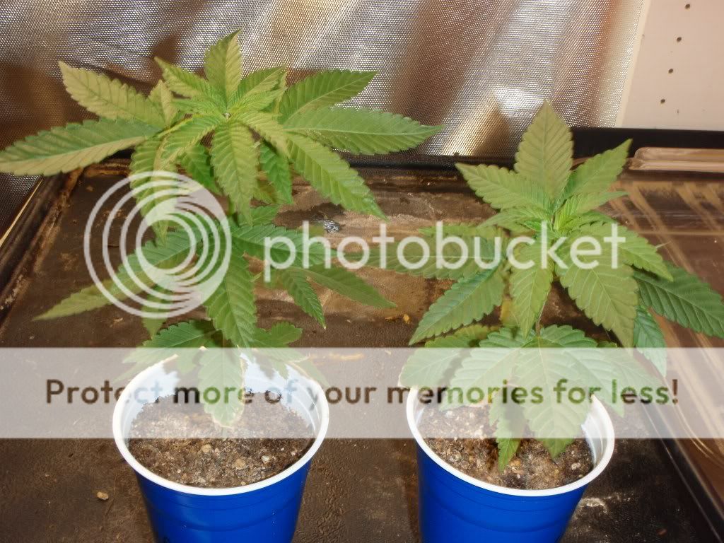 purekxbb32_1024x768.jpg