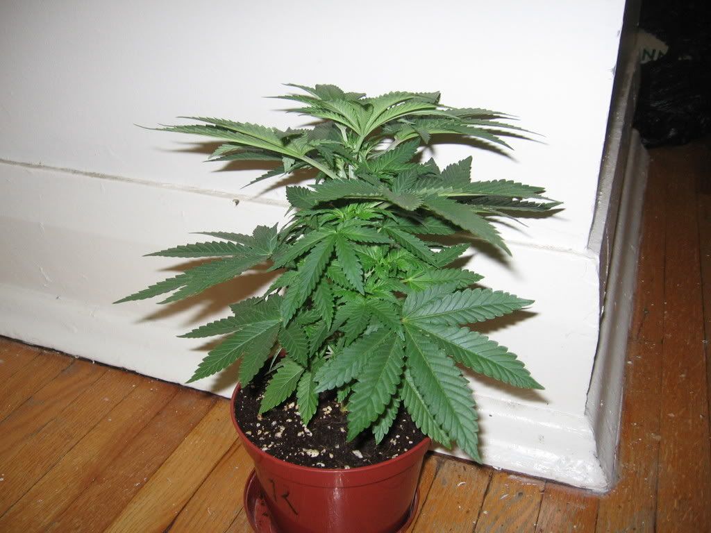cindy99063.jpg