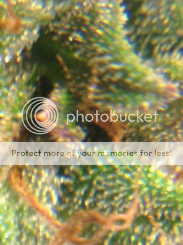 image_zps5bc011a7.jpg