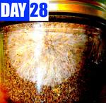 day-28.jpg