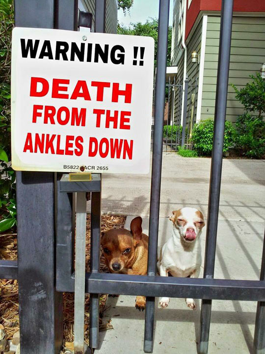 funny-sign-warning-danger-dogs-ankles.jpg