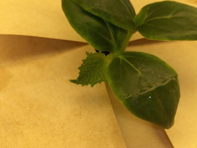 cuke2004.jpg