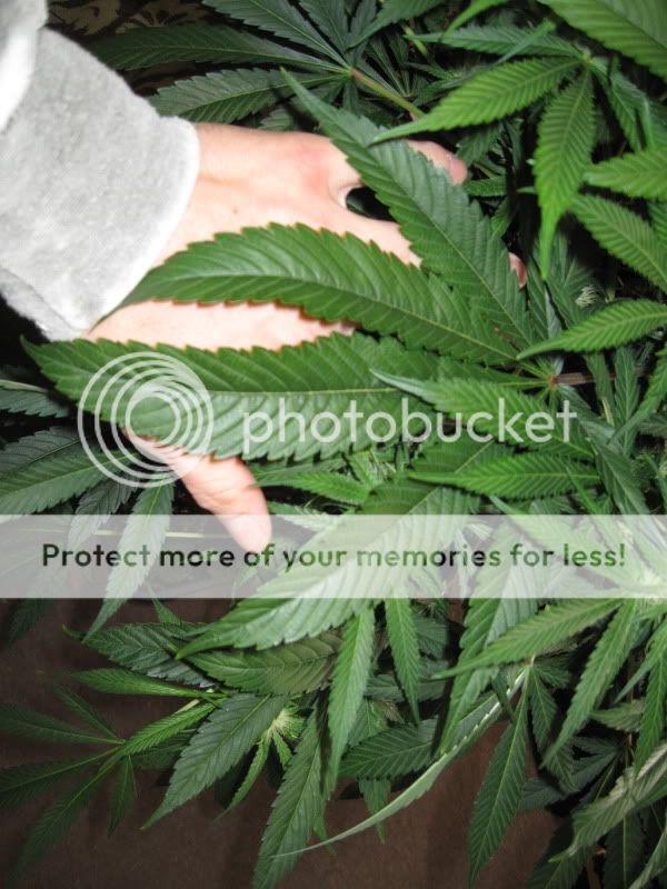 Q2_bushy_fan.jpg