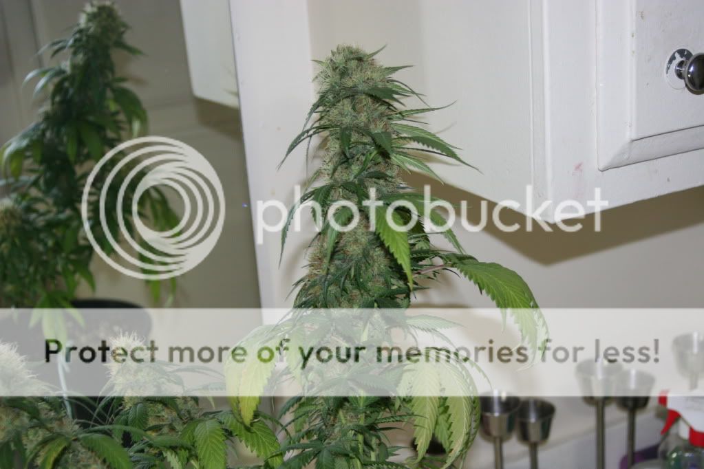 frosty009.jpg