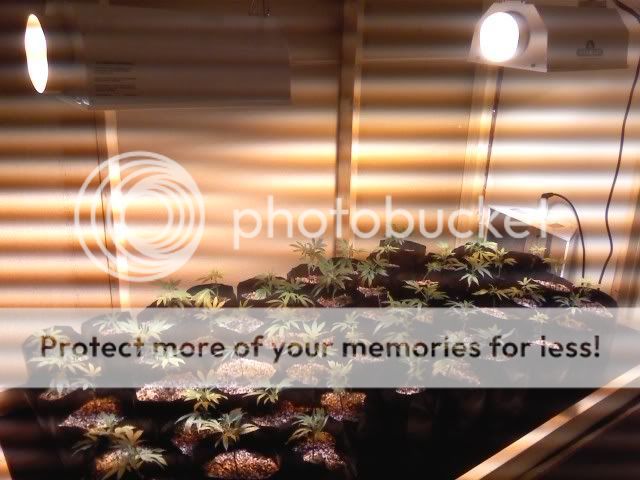 IMG00011.jpg