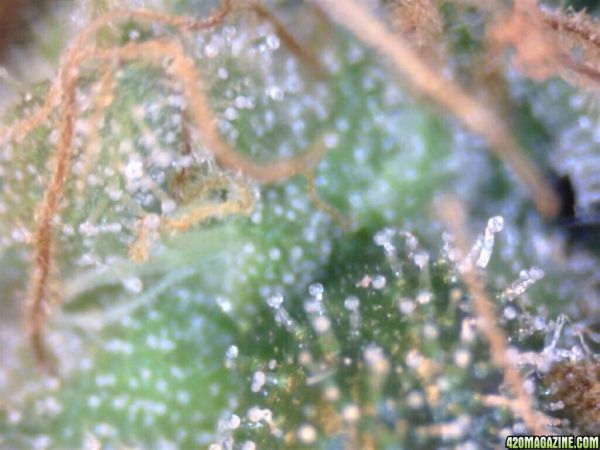 trichs_oct16_11.jpg