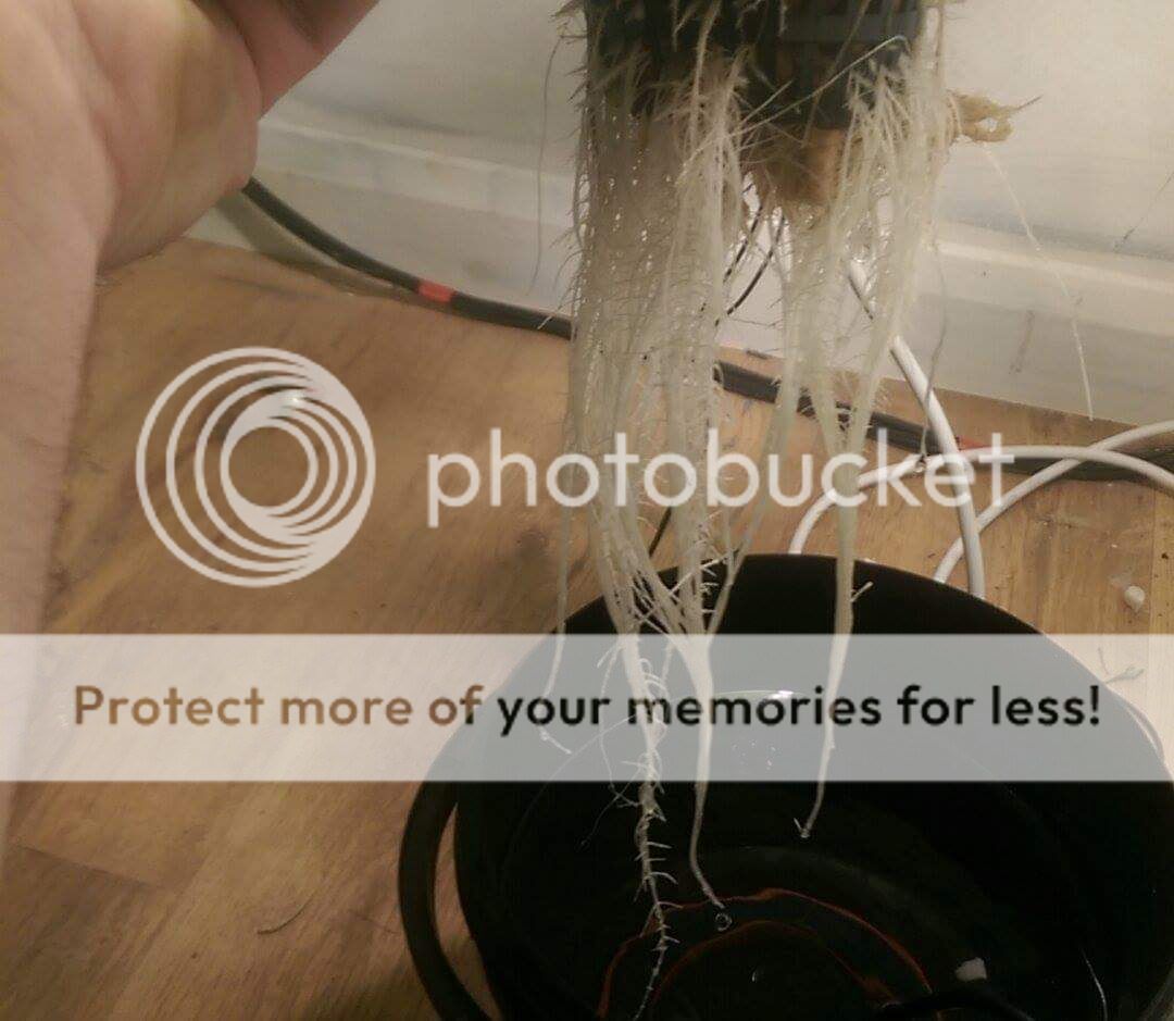 received_10153688275026079.jpeg