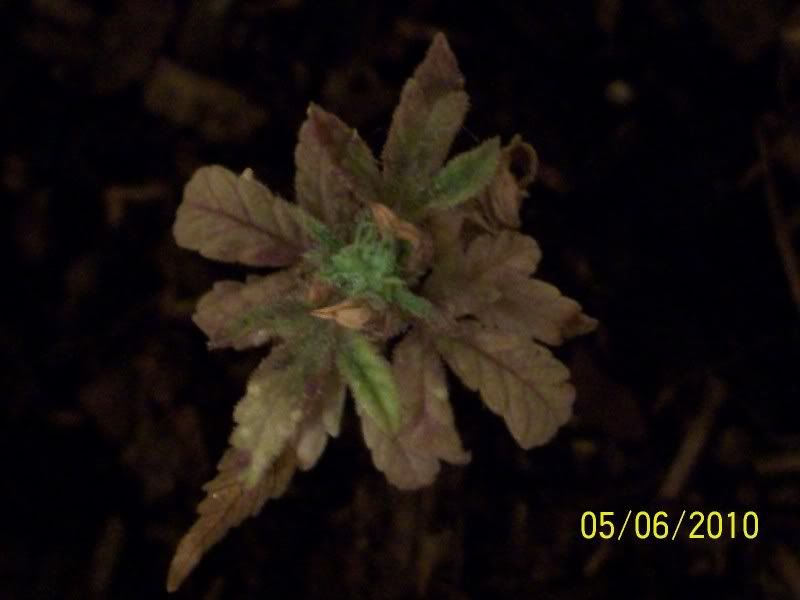 100e0512.jpg