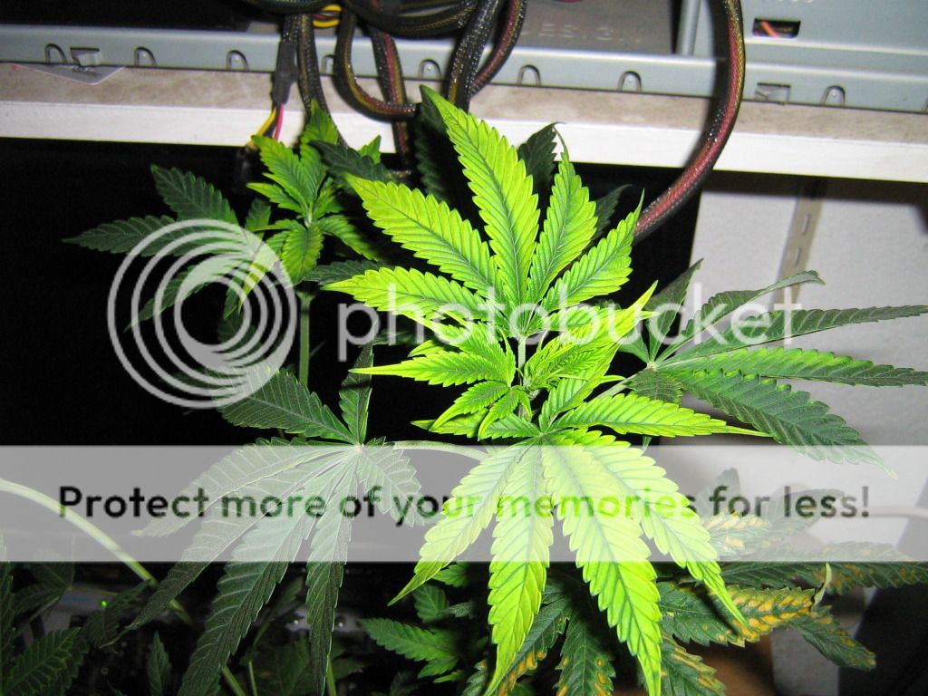 IMG_3742_zps2ef45c7d.jpg
