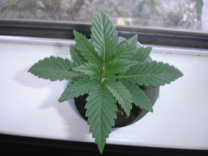 zlaidnc004.jpg