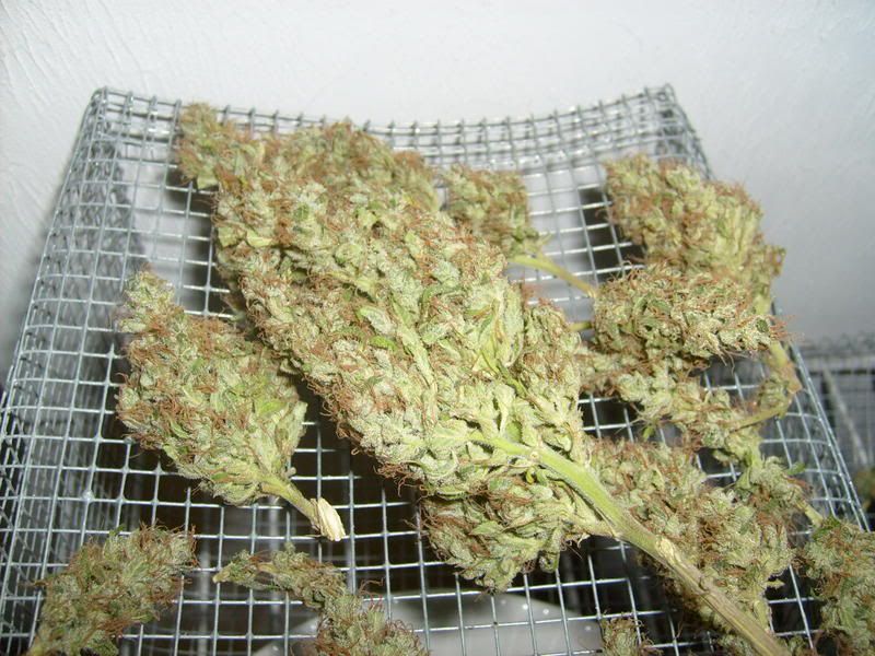S6300201.jpg