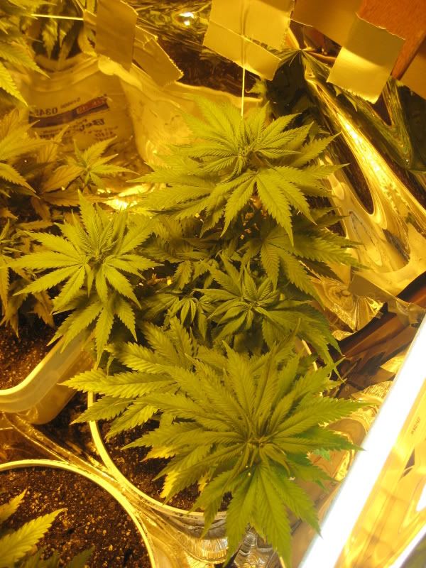 plants102.jpg