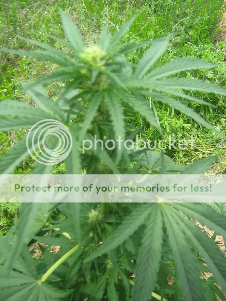 Querkle11.jpg