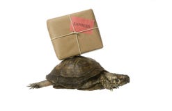 delivery-turtle-25030712.jpg