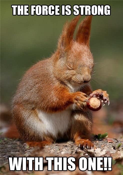 the-force-is-strong-squirrel-meme.jpg