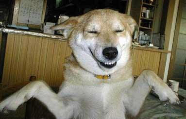 dog+smiling.jpg