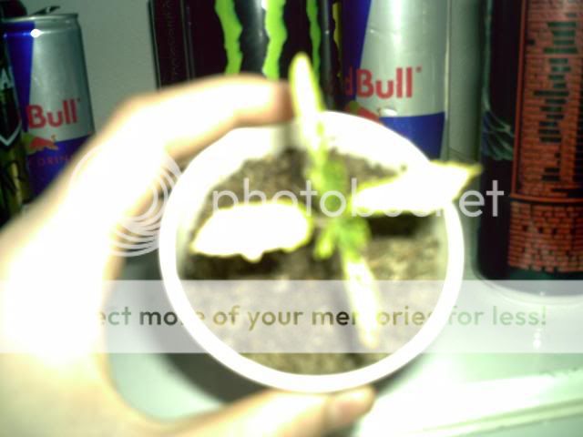 PIC00011.jpg
