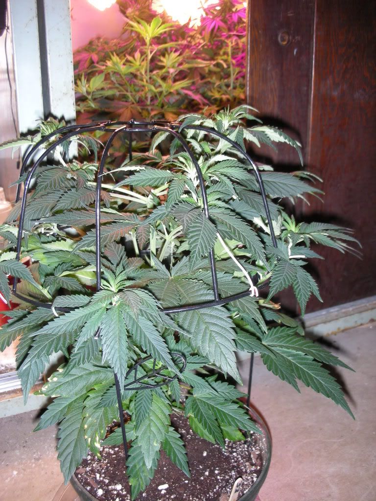 DSCN2220.jpg