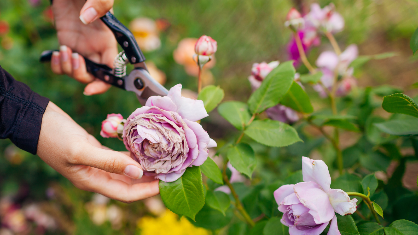 www.gardeningknowhow.com
