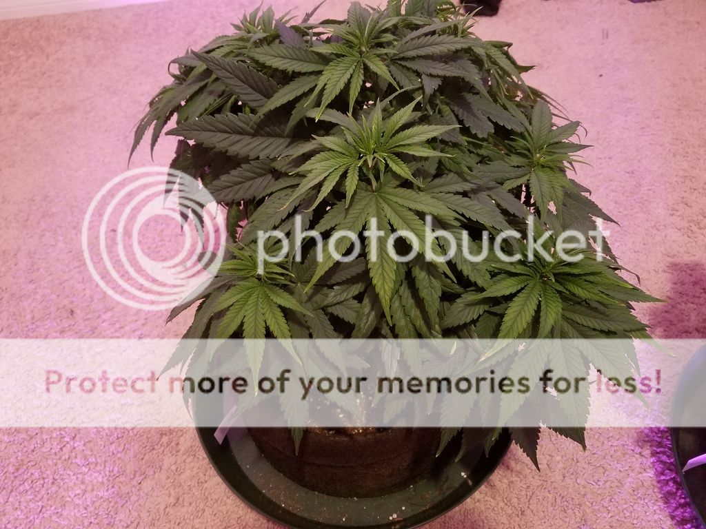 day%2042%20p1.jpg