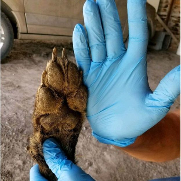 _101754340_denton-canid-paw.jpg