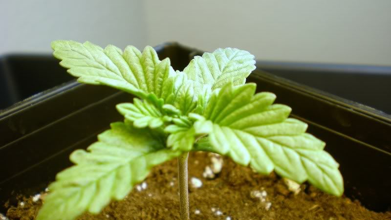 Plant2-9-August21st.jpg