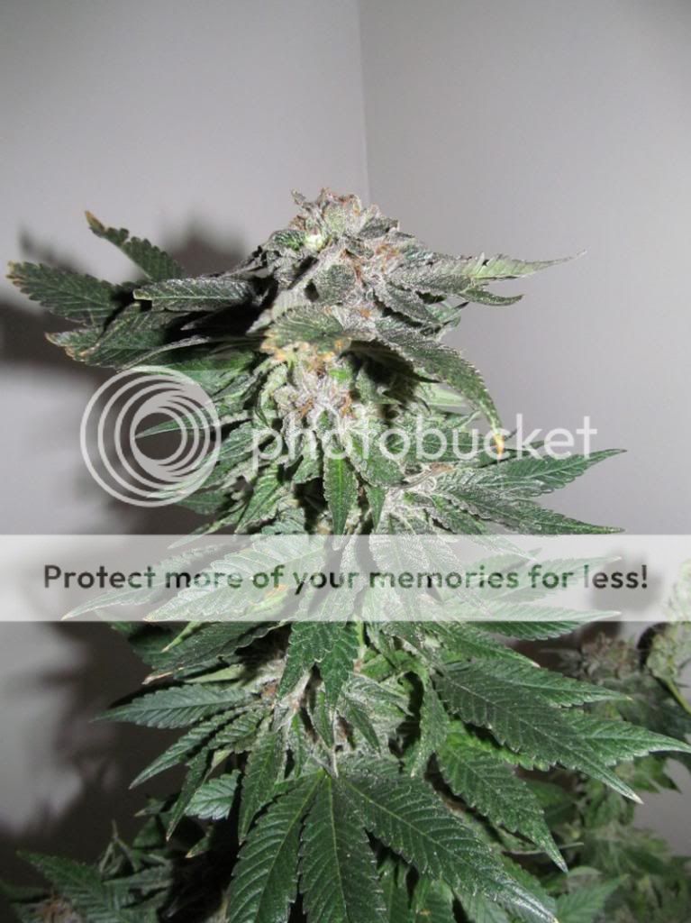 confidential_zpse25ee0fe.jpg