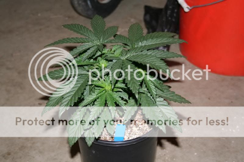 FloweringDay65001.jpg