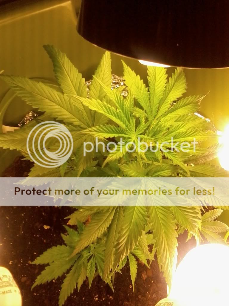 MotzWeek2Flower.jpg