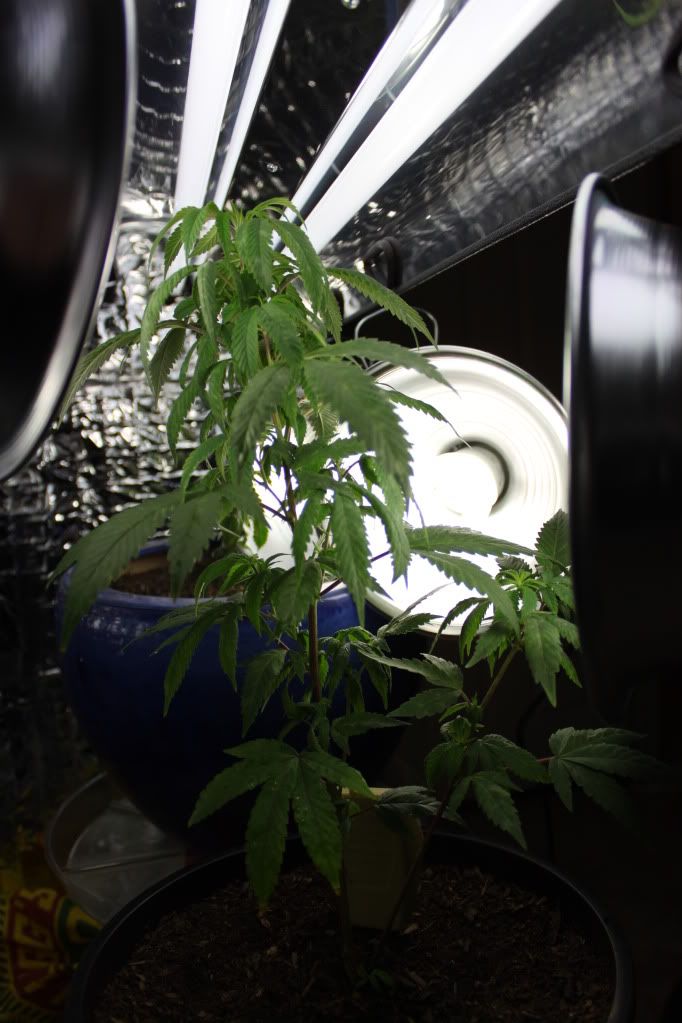 Plant21511.jpg