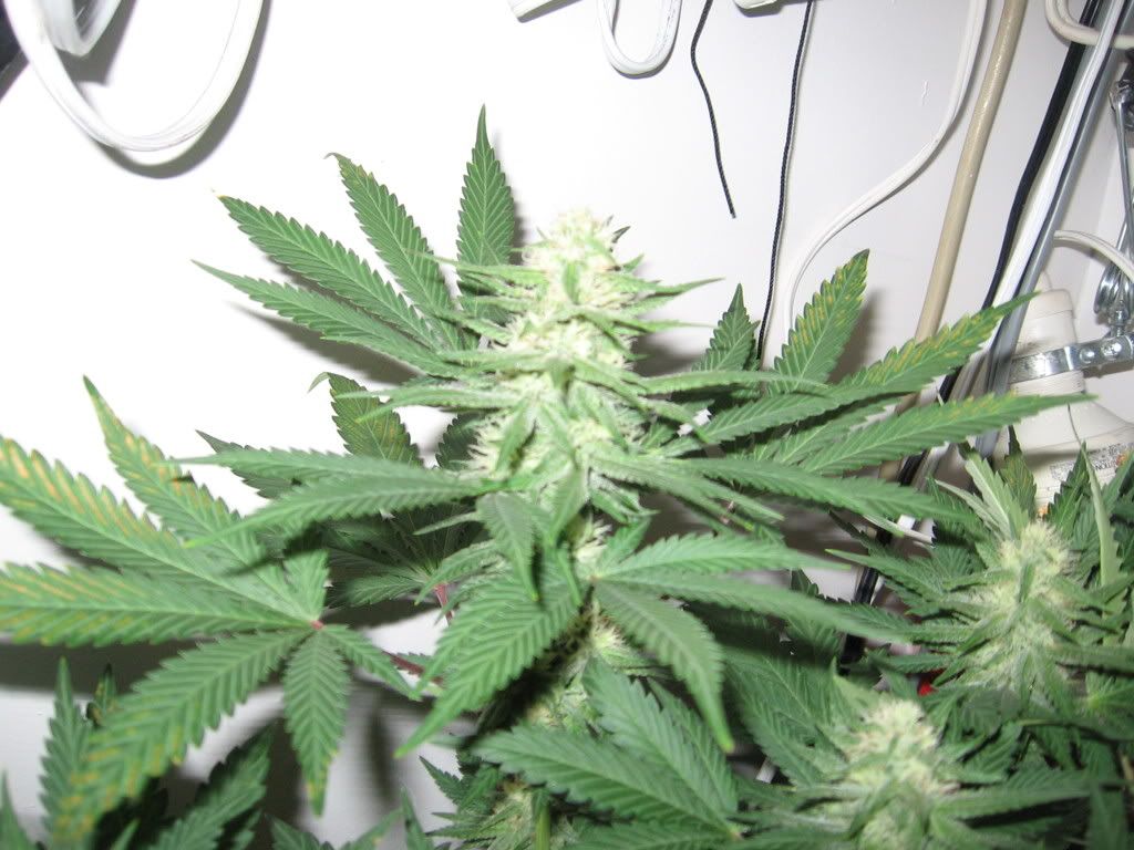 Cindy99235.jpg