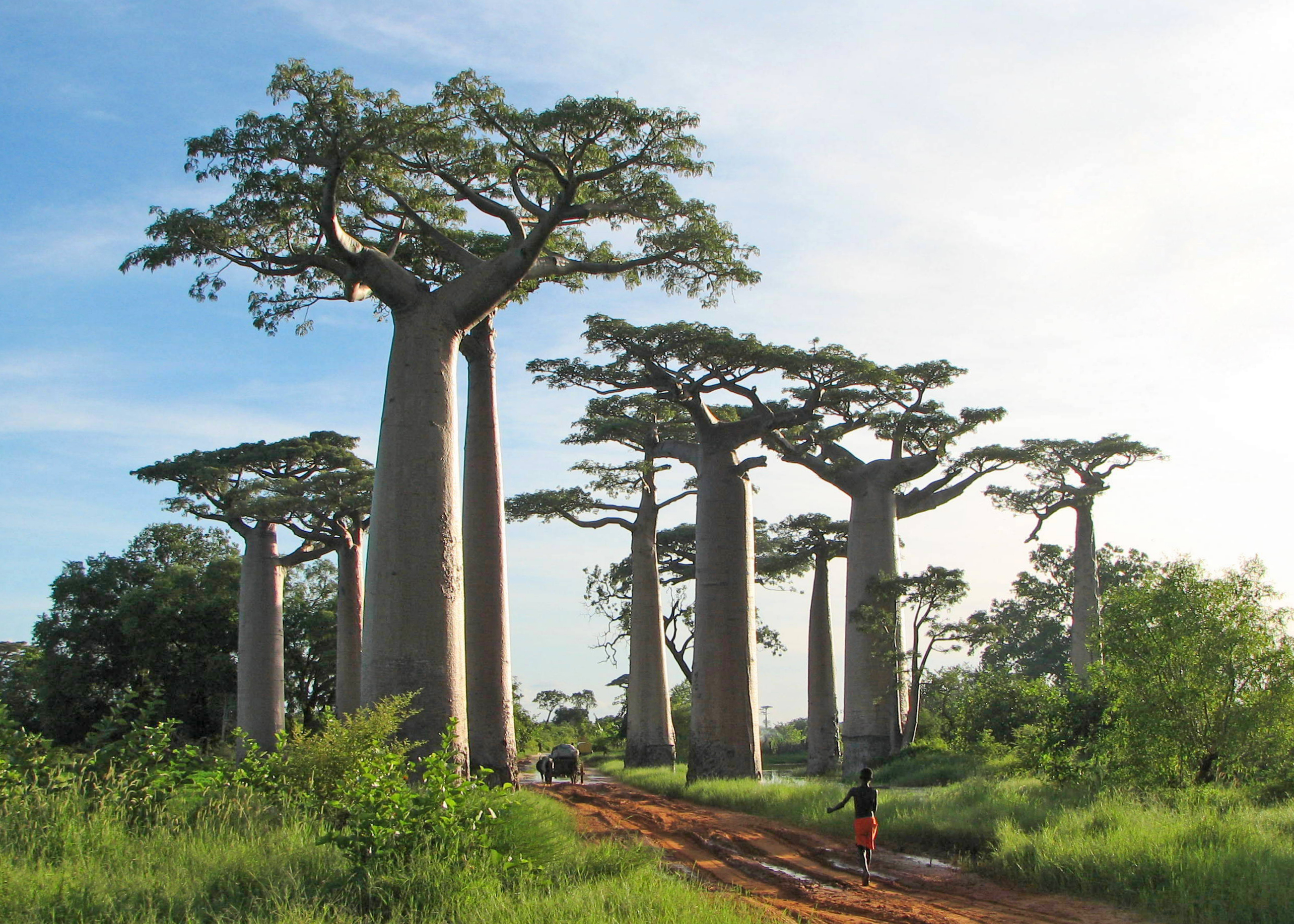 Adansonia_grandidieri02.jpg