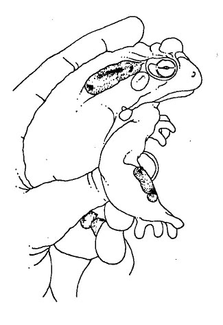 post-13626-138186640009.jpg