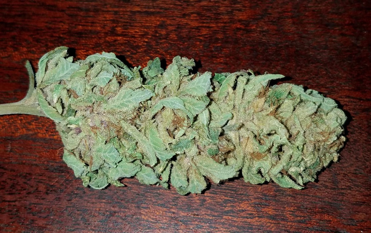 skunk228.jpg