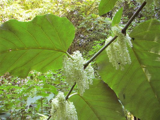 800px-GiantKnotweed056.jpg