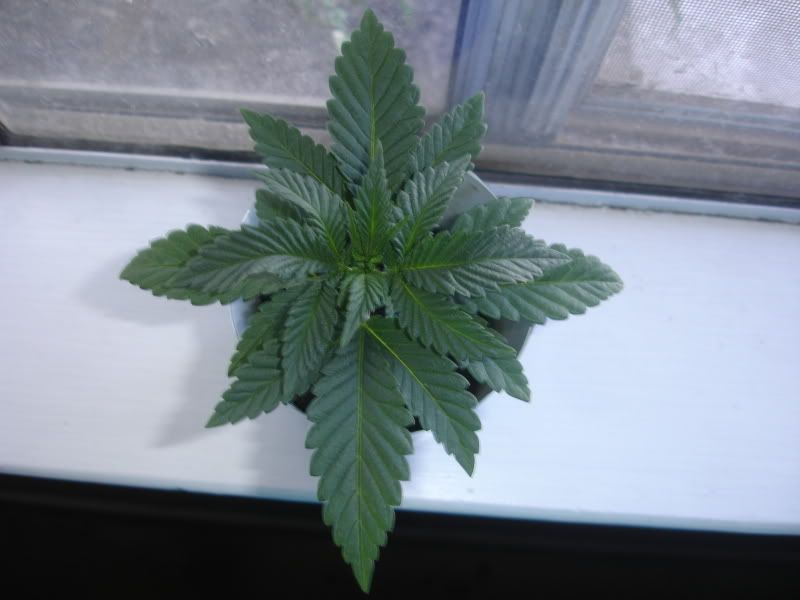 limdab008.jpg