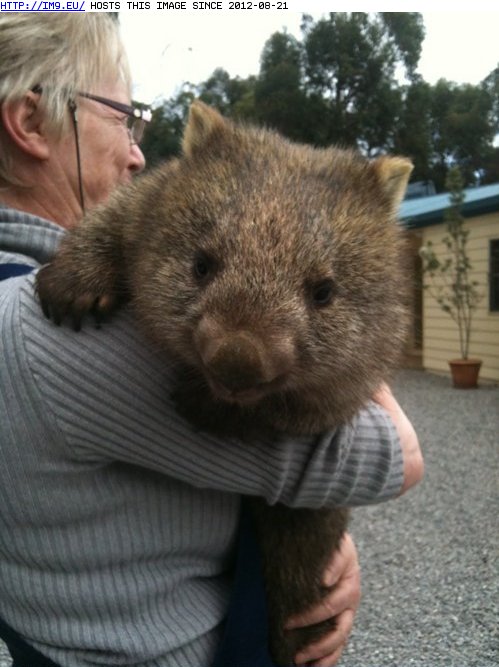 cute-animals-daily-squee-squee-spree-wombat-hugs.jpg