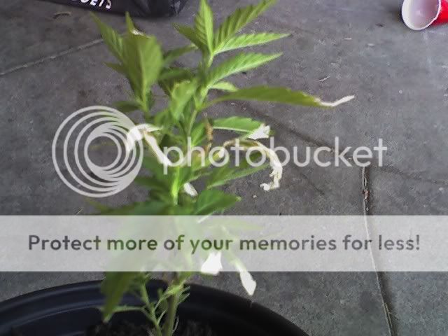 plant1.jpg