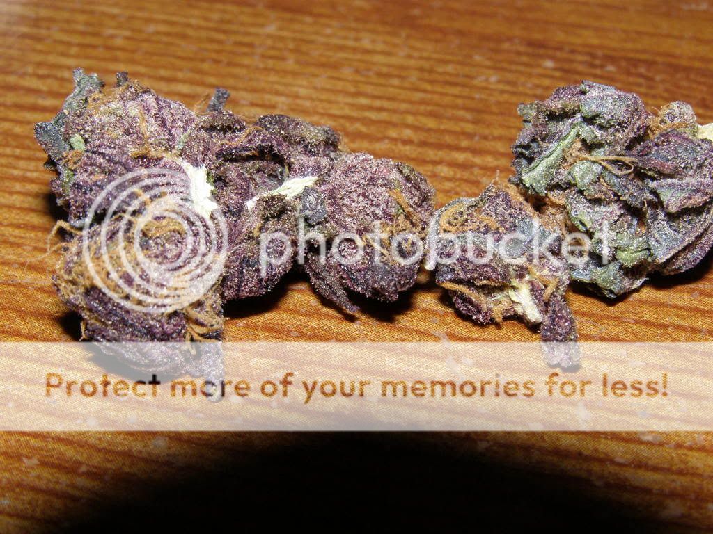 3-24-09022.jpg