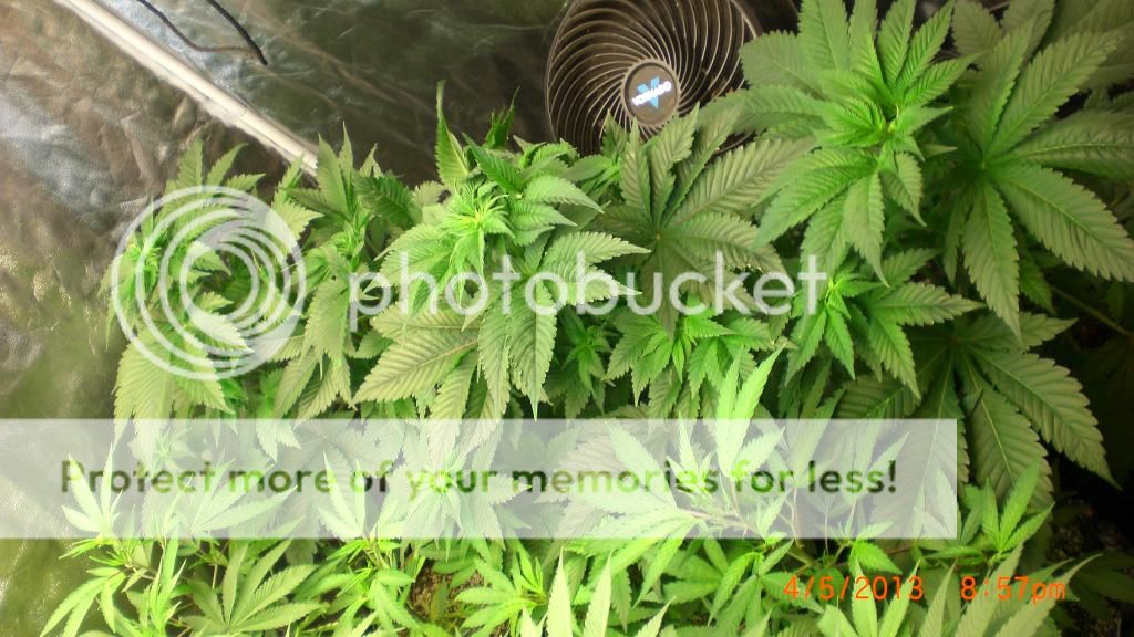 CIMG7441_zpsb13ca673.jpg