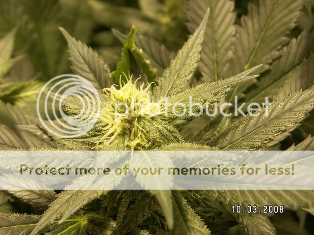 F-PICT0039.jpg