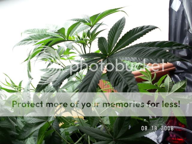 PICT0032.jpg