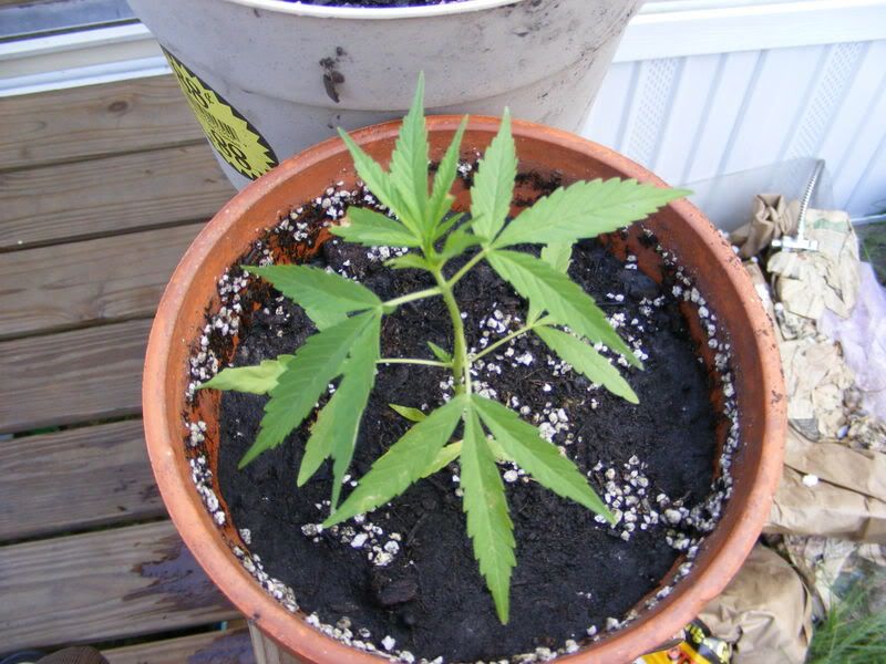 miplonts002.jpg