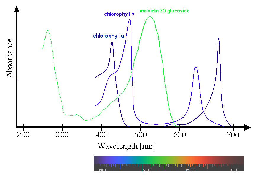 Spectra_Chlorophyll_ab_oenin_%281%29.PNG